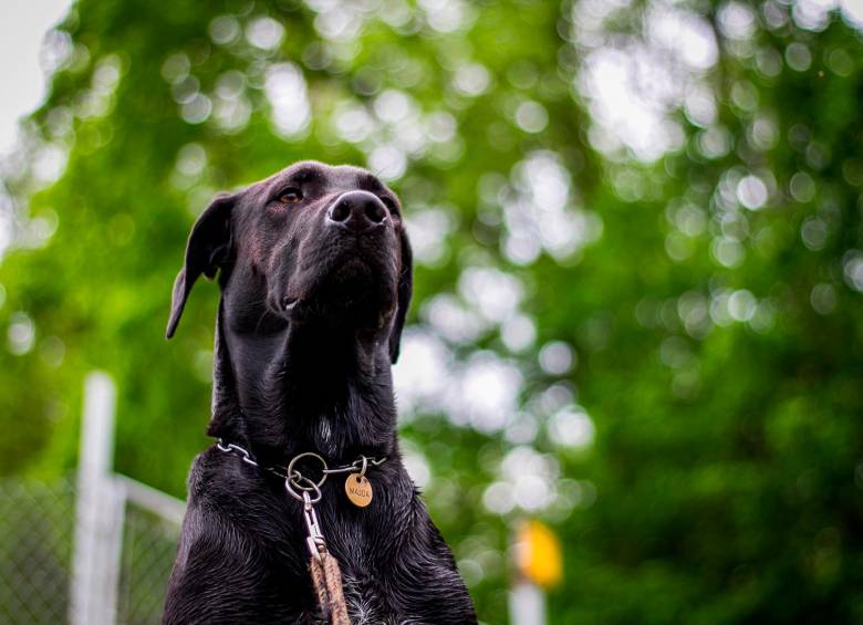 Los perros son capaces de detectar compuestos orgánicos volátiles liberados durante procesos metabólicos en el cuerpo humano. FOTO: PIXABAY