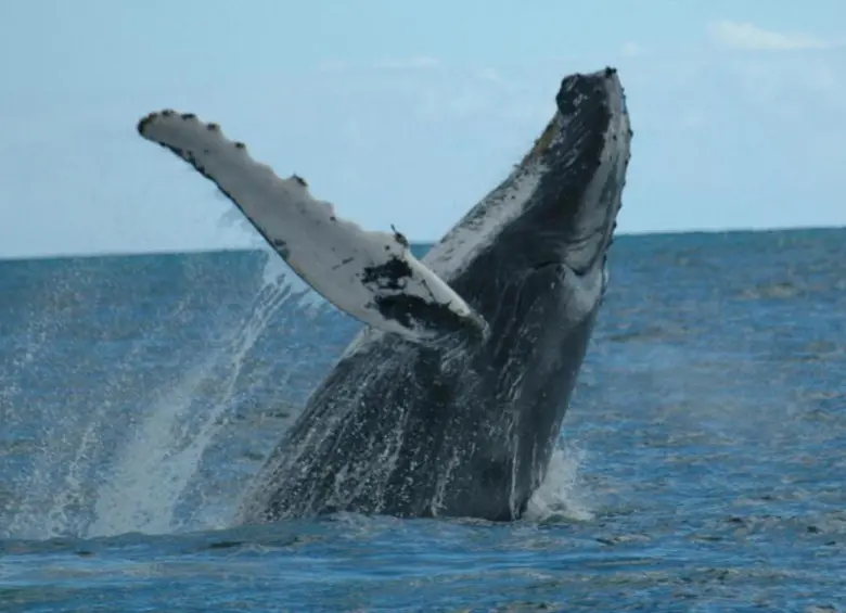 A las costas del pacífico colombiano llegan las ballenas jorobadas o yubartas entre julio y octubre después de un viaje de aproximadamente 8.500 kilómetros. FOTO: Colprensa