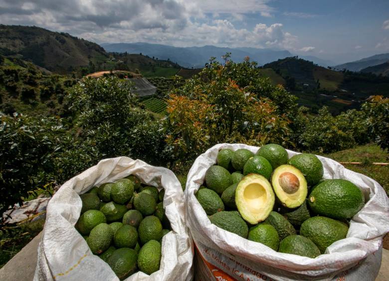 Negocio de aguacate Hass transita hacia la maduración