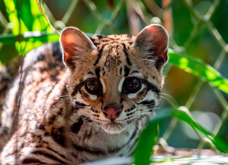 “Es un caso exitoso”: Ocelote rehabilitado ya recorre los bosques de Urabá