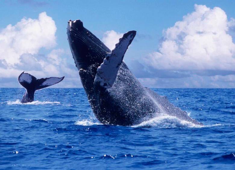 El avistamiento de ballenas es posible y permitido en varios lugares de Colombia. FOTO: COLPRENSA