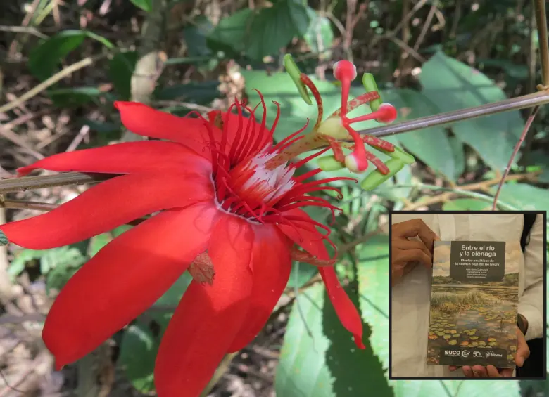 Una de las plantas documentadas en el libro. FOTO: Cortesía