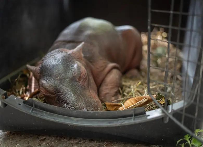 Luego de ser encontrada, la hipopótamo pasó cuatro días bajo los cuidados de una familia campesina que buscando ayudarla. Este miércoles murió cuando médicos veterinarios intentaban salvarla. Foto: Cortesía.