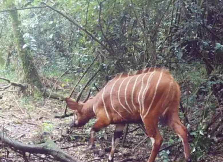 El inesperado registro visual de un bongo de montaña en una zona desprotegida fuera de los parques nacionales redefine los mapas de conservación en África y abre la puerta a nuevas medidas de protección ambiental legal. FOTO: Cortesía Chester Zoo y MBP