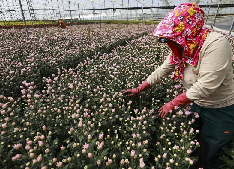 Colombia quedó dentro del grupo de 38 economías sujetas a un arancel adicional del 12,5% sobre las mercancías que ingresen al mercado estadounidense. Flores, aluminio y transformadores, los sectores que se verían más afectados: Foto: Manuel Saldarriaga