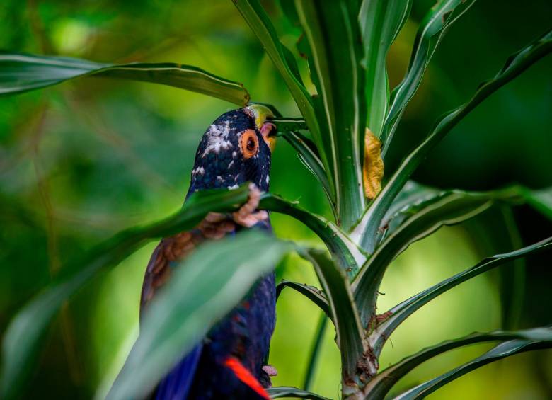 Una de las aves interactuando con una de las especies de flora dispuestas en el aviario. FOTO: Camilo Andrés Suárez Echeverry