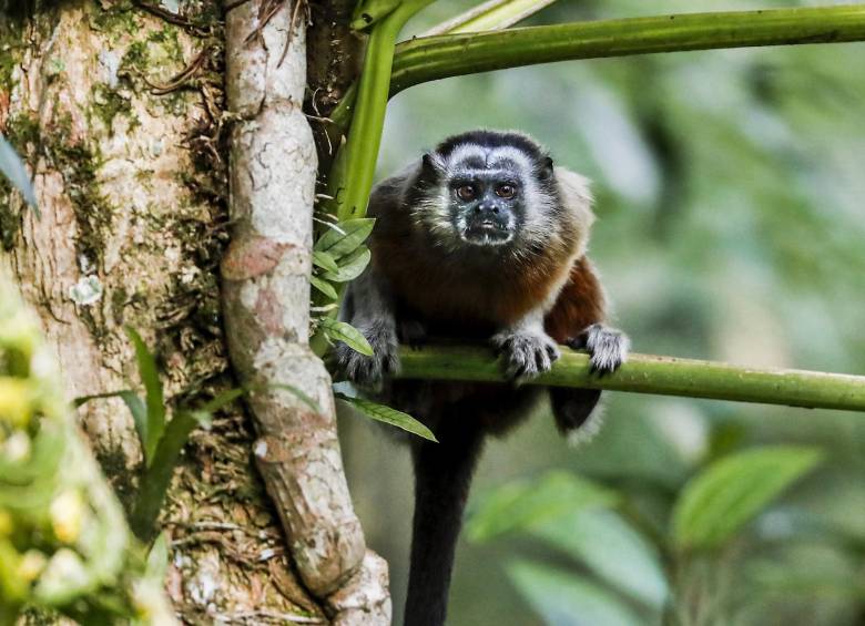 Un mono tití gris (Saguinus leucopus) en la vereda La Habana de San Luis, Antioquia. Esta especie se encuentra en peligro de extinción y es endémica de Colombia. FOTO: Jaime Pérez