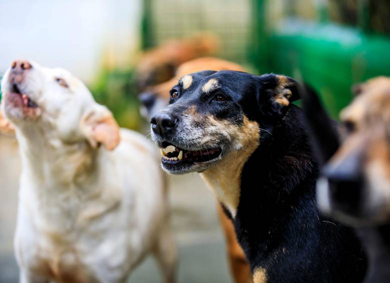 La salud intestinal de los animales incide directamente en su sistema respiratorio, neurológico y dermatológico. FOTO Getty.