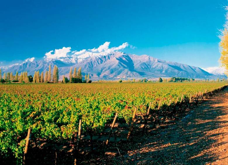 Puente Alto, el terroir chileno que dio origen al mejor vino del mundo en 2024: Don Melchor 2021. FOTO cortesía 