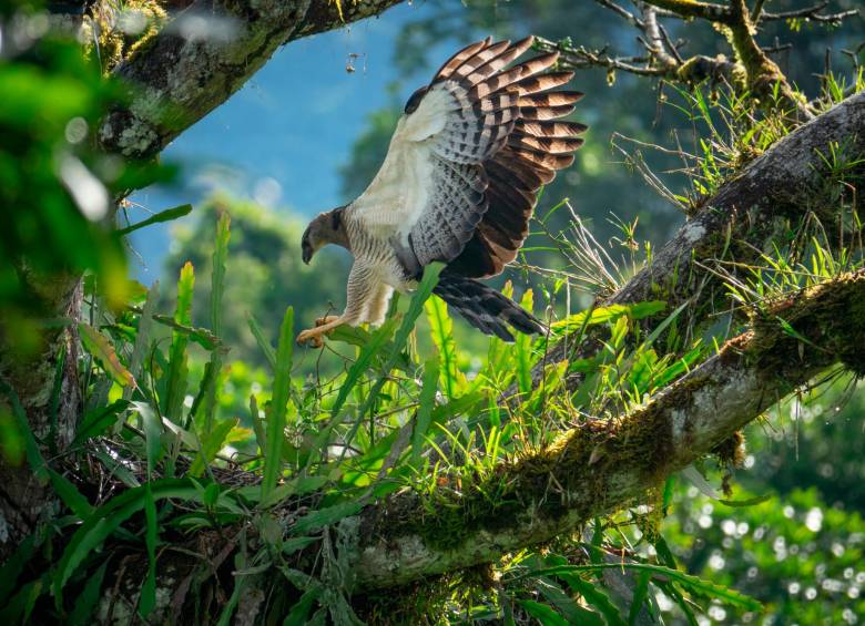 Águila arpía menor. Foto Cortesía Proyecto Grandes Rapaces Colombia