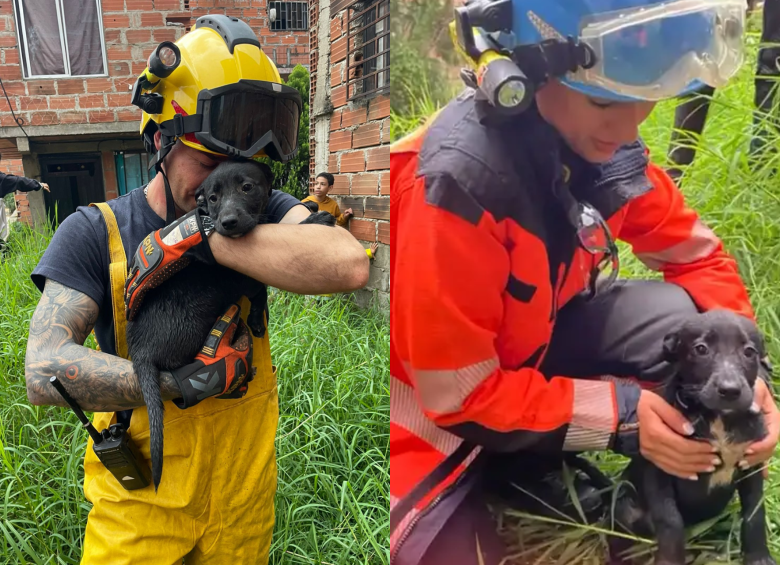 Héroes: bomberos rescataron a un cachorro que cayó a la quebrada La García en Bello
