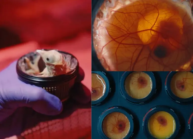 Los 26 pollitos fueron desarrollados en un entorno artificial creado por Colossal Biosciences como parte de sus investigaciones sobre desextinción. Foto: Colossal Biosciences