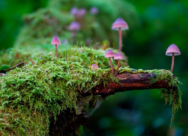 El musgo, la tierra de capote, el bejuco y la melena son especies esenciales para los ecosistemas que son extraídas ilegalmente durante la temporada navideña, poniendo en riesgo la biodiversidad. FOTOS Pixabay