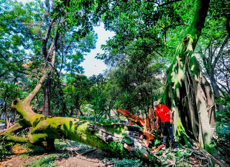 ¿Por qué se caen tantos árboles en Medellín?