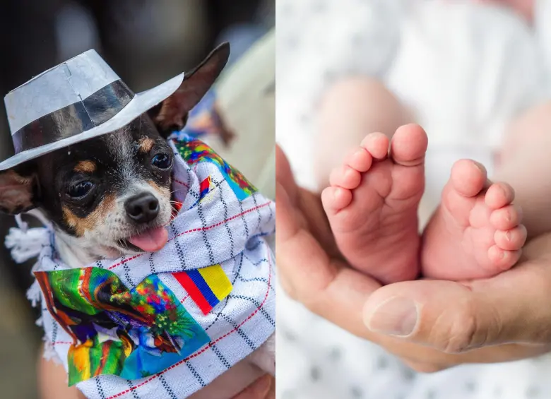 El 49% de los familias en el país tiene perro, frente a un promedio mundial del 34%, y el 38% convive con al menos un gato, muy por encima del 26% global. FOTOS: GETTY Y EL COLOMBIANO