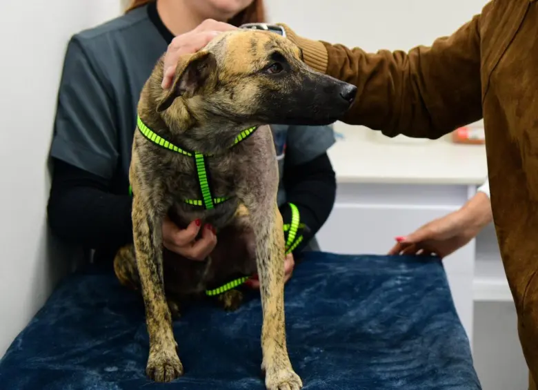 La Fiscalía General de la Nación reveló que el hombre habría atacado al perro efectivamente por haberse comido un pedazo de carne que estaba en un mesón. FOTO: Gobernación de Antioquia