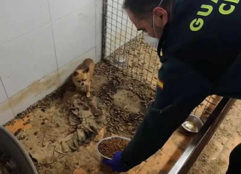 Algunos de los animales muertos en el lugar eran perros de raza chihuahua y varias aves, al parecer, exóticas. FOTO: Redes sociales @guardiacivil