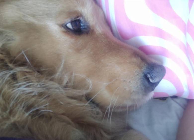 Horus, que al parecer era un perro de 10 años, fue diagnosticado con estrés desde el 7 de diciembre. FOTO: Cortesía Melissa Múnera Zambrano