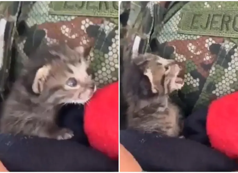 El gato bebé fue encontrado cerca al Cantón Militar Caldas, ubicado en el sur de Bogotá. FOTO: Captura video de redes sociales @COL_EJERCITO