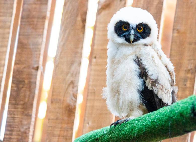 El espacio está recubierto de madera para proteger el plumaje de las aves. Foto: Área Metropolitana. 