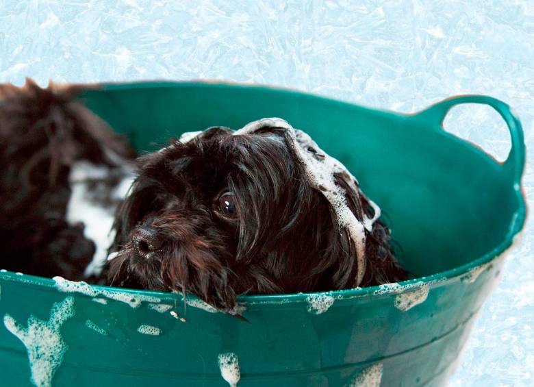 Las mejores ofertas en Bañeras de perro sin marca