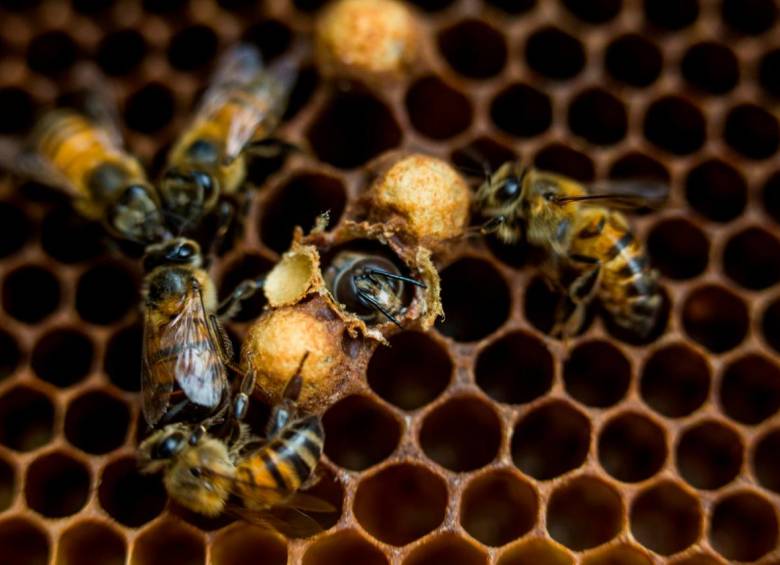 Las abejas polinizan hasta 80 % de los cultivos globales. Imagen en el apiario de Miel Samaná en San Luis, Antioquia. Foto: Esteban Vanegas