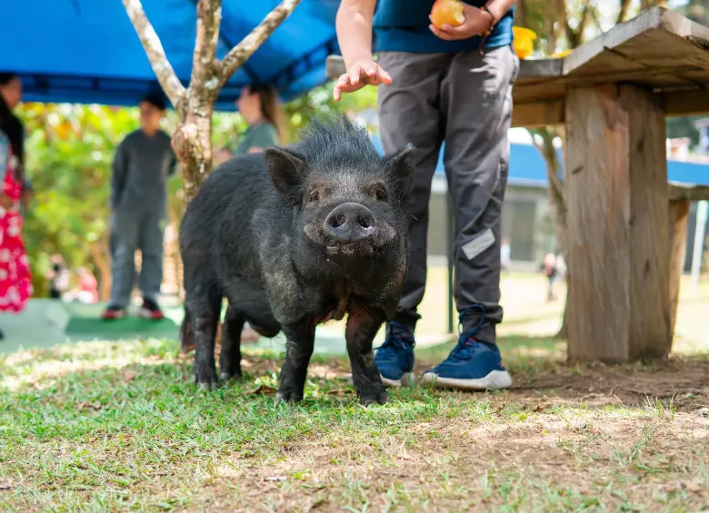 Julio Chanchitos, el minipig adoptado por el colegio The New School en Medellín. FOTO: Cortesía Alcaldía de Medellín