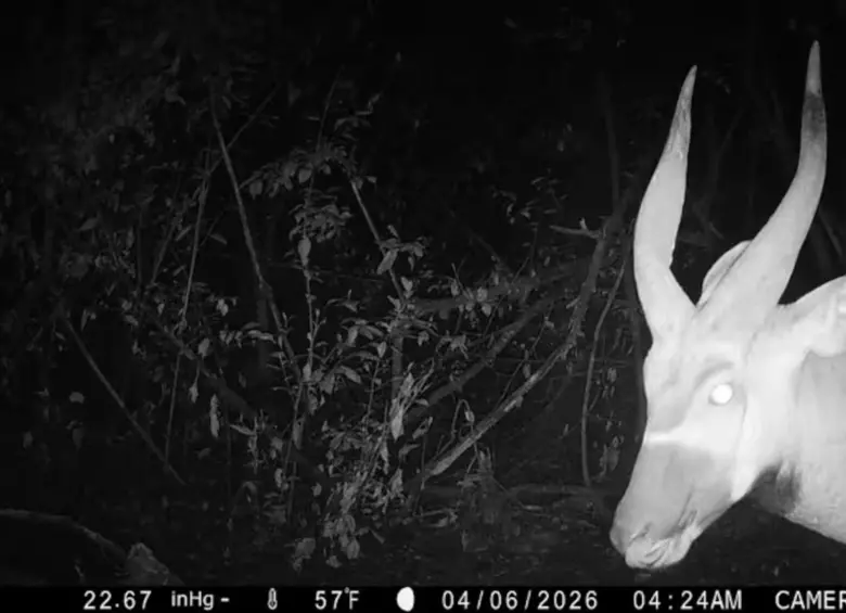 Captan imágenes de un bongo de montaña en Kenia y reabren la esperanza para el antílope más amenazado. FOTO: Cortesía Chester Zoo y MBP