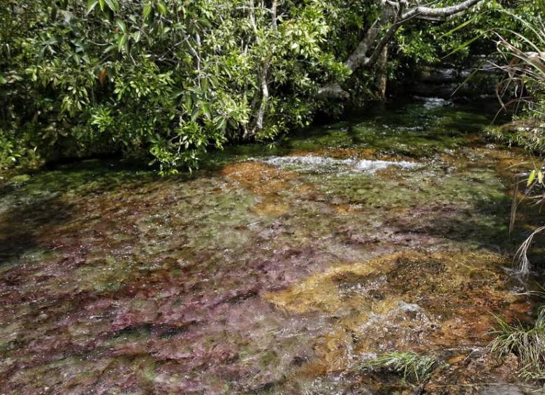 Caño Cristales, en el Meta.