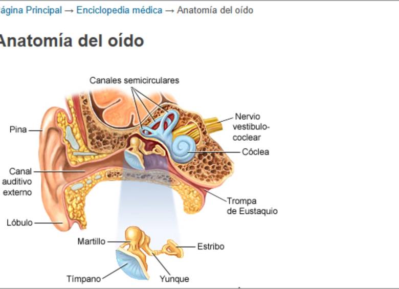 La anatomía del oído para entender la laberintitis. FOTO: MEDLINEPLUS.GOV