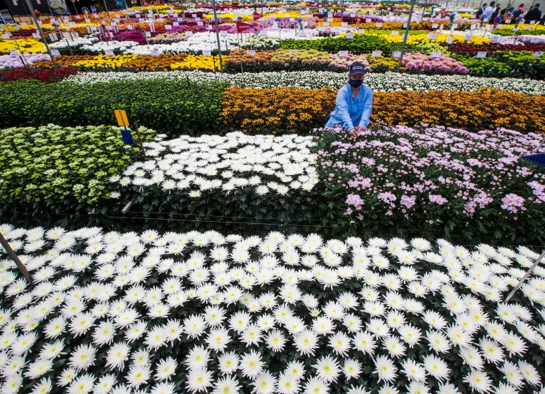 Los floricultores se inquietan por la baja del dólar y los mayores costos de mano de obra. FOTO Julio César Herrera