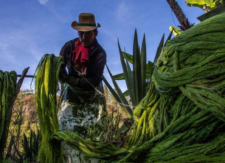 Mario adelanta cada día, casi siempre en solitario, el proceso para extraer la fibra, que empieza con el corte y termina con el embalaje en seco. FOTOS julio herrera