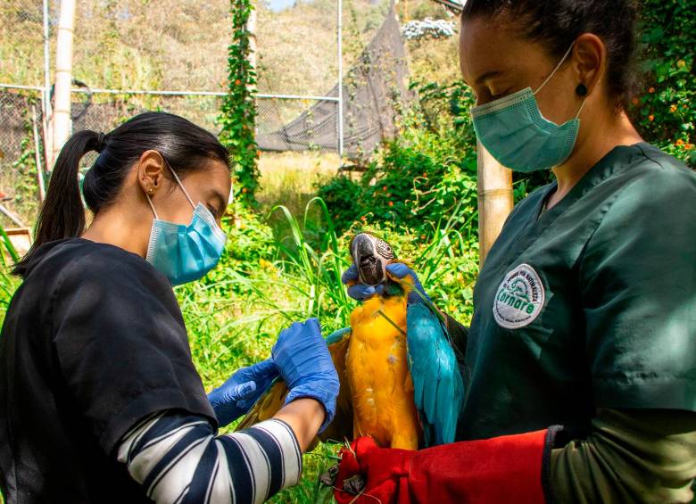 El CAV atiende a poco menos de 200 animales en su CAV cada mes. FOTO: CORNARE