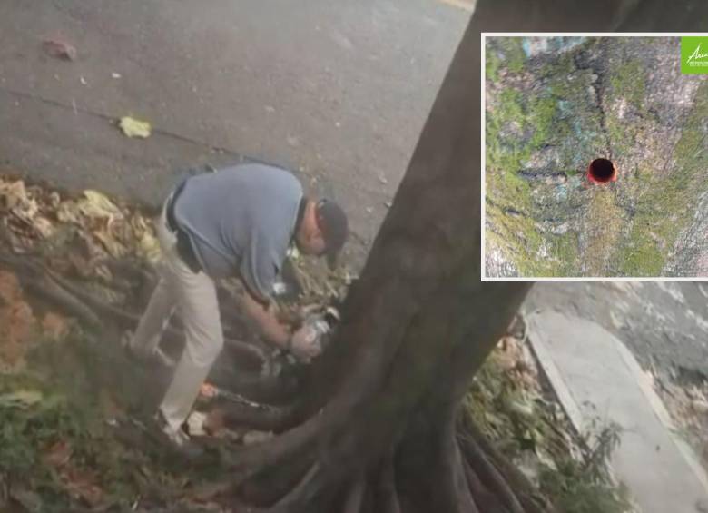 Adelante, el orificio que se le hizo al árbol en su tronco. Atrás, el presunto sospechoso de haber causado la afectación. FOTO: Cortesía Denuncias Antioquia