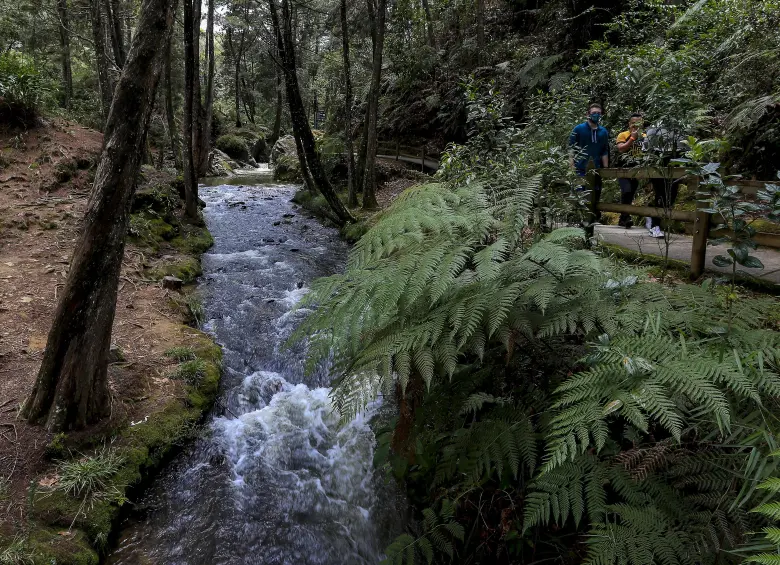 Imagen de un recorrido por el Parque Arví en Santa Elena. Foto: EL COLOMBIANO