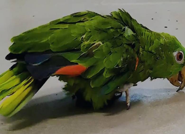 La lorita durante la evaluación que hicieron los médicos veterinarios del ente ambiental. FOTO: Cortesía Área Metropolitana