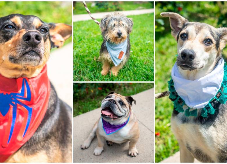 Gran jornada de adopción de perros y gatos en Viva Envigado, ¡no se la pierda! 