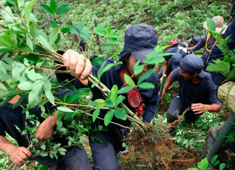 Según la Oficina de las Naciones Unidas contra la Droga, en Colombia hay 142.783 hectáreas de coca. FOTO El Colombiano