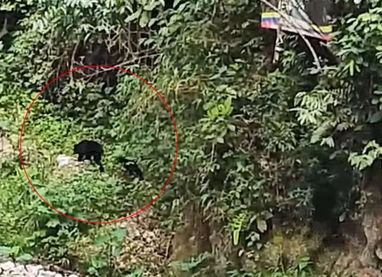 Primera evidencia de una osa de anteojos con su cría en el DRMI Cerro Banderas–Ojo Blanco. Foto: Cortesía CAM
