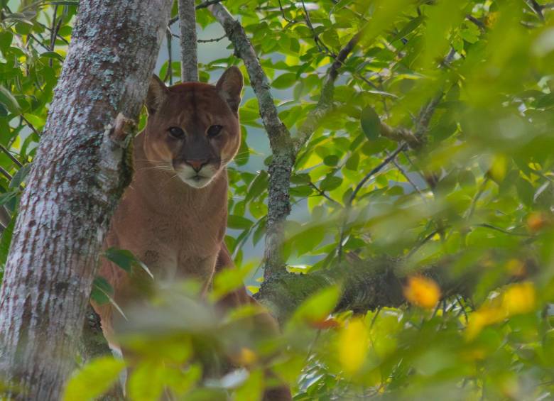La presencia del majestuoso puma, que junto con el jaguar son los únicos felinos grandes que habitan en Colombia, causó alarma. Cornare pide no atacar al animal y reportar su presencia de inmediato. FOTO: CORTESÍA