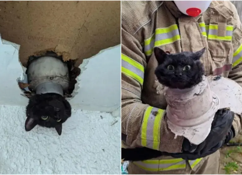 Ella es la gata John, quien quedó atrapada en una tubería de su casa. FOTO: REDES SOCIALES @AVONFIRERESCUE