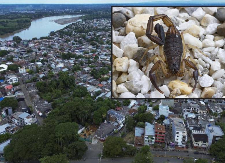 Adelante, un alacrán, el insecto que habría causado la muerte del menor. Atrás, panorámica del municipio de Caucasia. Foto: Manuel Saldarriaga Quintero y EL COLOMBIANO