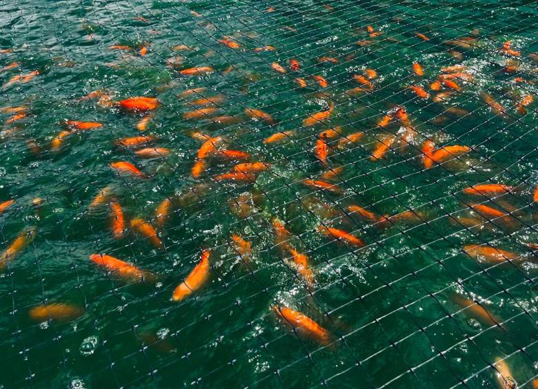 En Cesar, cultivadores de peces aprenden a elaborar productos cárnicos con excedentes de tilapia. FOTO: Grupo de Investigación Ciencia, Tecnología e Innovación en Acuicultura y Pesca (Ictiap).