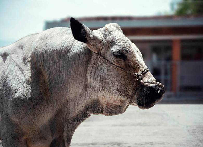 Campeón es un toro BON que lleva años ayudando a mejorar la genética de esta raza criolla en Colombia. FOTO: Cortesía