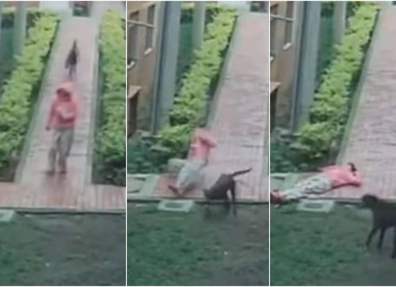 Secuencia de como el perro de color negro arrolló a la adulta mayor. FOTO: CAPTURA VIDEO REDES SOCIALES