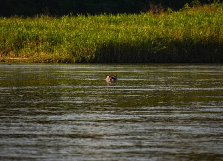 Hipopótamo en río de la Magdalena. Foto: Cristina Rodriguez. 
