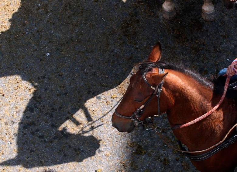 Una niña de 4 años perdió la vida tras caer de un caballo en un restaurante de Palmira, Valle del Cauca. Imagen de referencia. FOTO: Archivo EL COLOMBIANO, Henry Agudelo