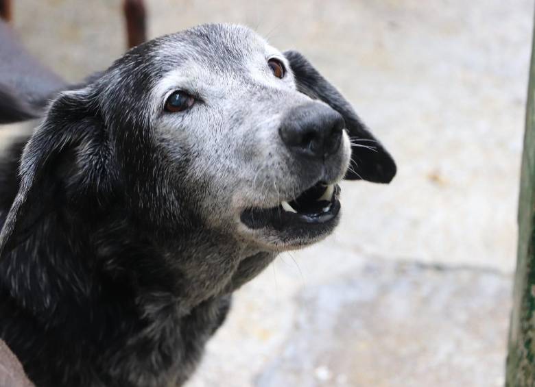 Un total de 80 mascotas, como este perrito, buscan un hogar para pasar sus años dorados rodeados de amor y tranquilidad. FOTO: Cortesía Alcaldía de Medellín