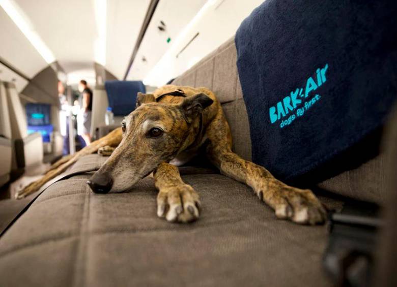 Bark Air es una aerolínea para perros en la que es posible que el animal vaya con un humano. FOTO tomada de Bark Air