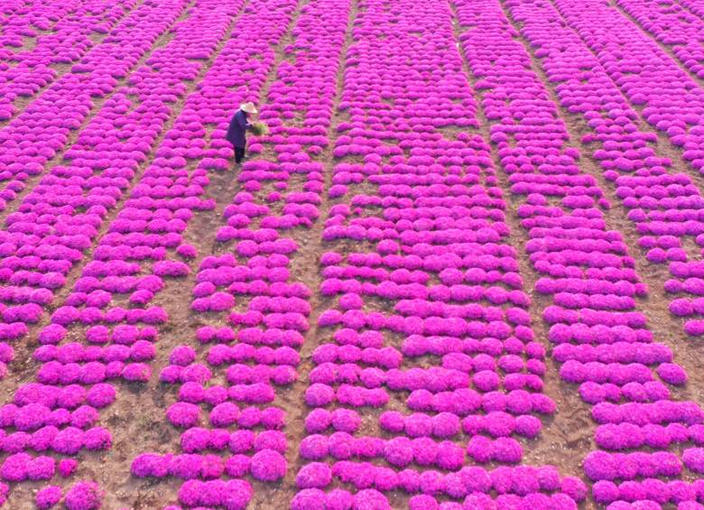 Según las tradiciones de este país, las flores de los cerezos se asocian con distintos significados, como la belleza y la sexualidad femenina, fuerza y poder. Foto: Getty